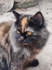 Felis catus