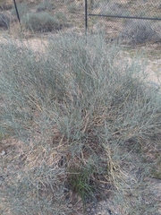 Psorothamnus scoparius