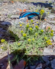 Solidago simplex nana