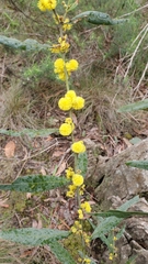 Acacia leprosa