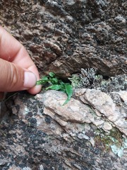 Asplenium ruprechtii
