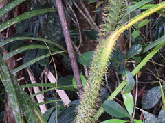 Calamus moti