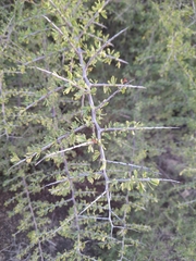Condalia globosa