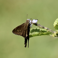 Thorybes dorantes santiago