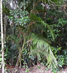 Calamus moti