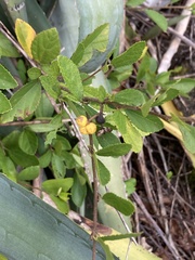Grewia rhombifolia
