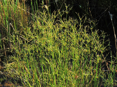 Juncus brachycephalus