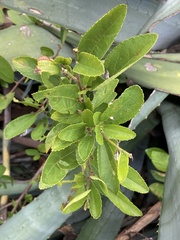 Grewia rhombifolia