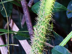 Calamus moti
