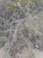 Condalia globosa