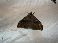 Ischyja ferrifracta