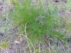 Ephedra monosperma