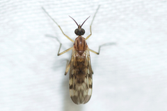 Sylvicola fenestralis