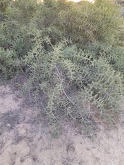 Condalia globosa