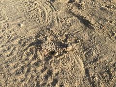 Phrynosoma coronatum