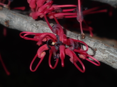 Hakea orthorrhyncha