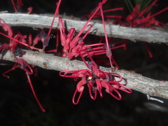 Hakea orthorrhyncha
