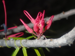 Hakea orthorrhyncha