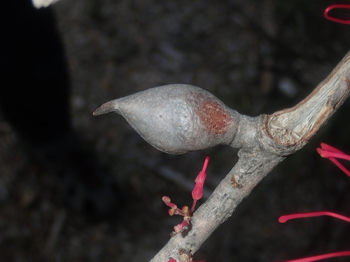 Image of Hakea orthorrhyncha by (c) Thomas Mesaglio, some rights reserved (CC BY)
