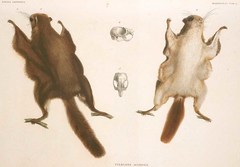 Japanese Flying Squirrel photo 3