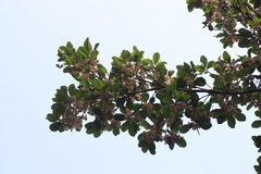 Elaeocarpus tuberculatus