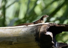 Anolis homolechis