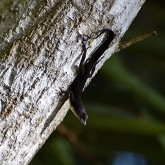 Anolis homolechis