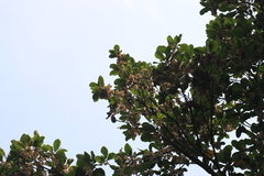 Elaeocarpus tuberculatus