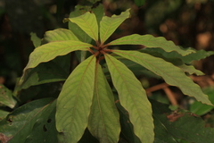 Actinodaphne bourdillonii