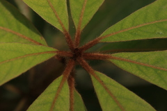 Actinodaphne bourdillonii