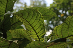 Strobocalyx arborea