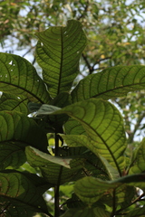 Strobocalyx arborea