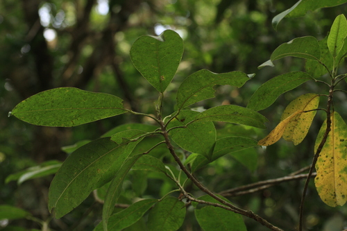 Image of Lakawood by (c) madhavan a.p, some rights reserved (CC BY)
