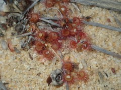 Drosera prostrata
