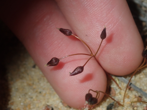 Drosera prostrata