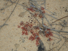 Drosera prostrata