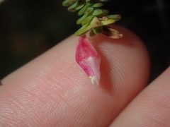 Darwinia pauciflora