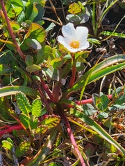 Claytonia acutifolia
