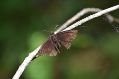 Ephyriades brunnea