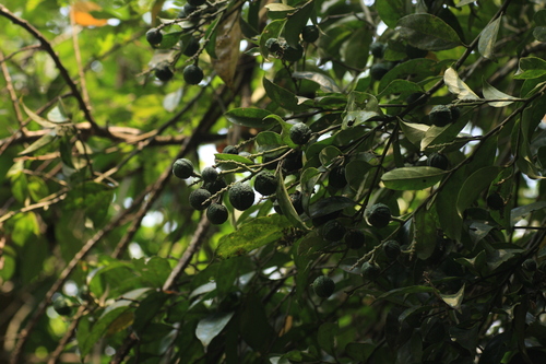 Image of Xanthophyllum flavescens by (c) madhavan a.p, some rights reserved (CC BY)