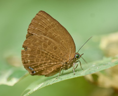 Arhopala moolaiana