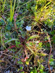 Claytonia acutifolia