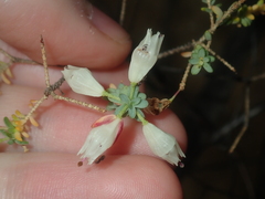 Darwinia pauciflora