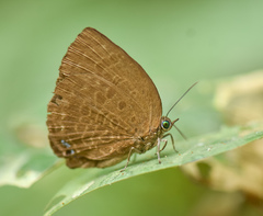 Arhopala moolaiana