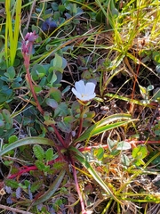 Claytonia acutifolia