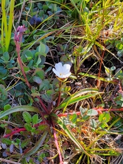 Claytonia acutifolia