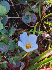 Claytonia acutifolia