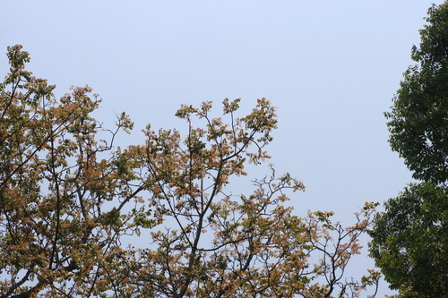 Image of Amberella (Spondias pinnata) by (c) madhavan a.p, some rights reserved (CC BY)
