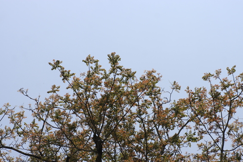 Image of Spondias pinnata by (c) madhavan a.p, some rights reserved (CC BY)