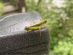 Orthoptera